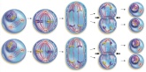 Магнитный плакат "Клеточный цикл. Деление клеточных ядер"
