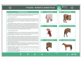 Интерактивный светодинамический стенд «Грыжи живота животных» Zarnitza