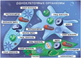 Магнитный плакат Spectra Material "Одноклеточные организмы"