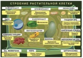 Магнитный плакат ИНТ ПАРК "Строение растительной клетки"