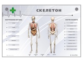 Электрифицированный стенд-тренажер Zarnitza "Скелетон"