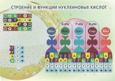 Магнитный плакат "Строение и функции нуклеиновых кислот"