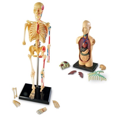 Развивающий игровой набор "Анатомия человека" Learning Resources LER3338 (Мозг, Сердце, Тело, Скелет. 132 элемента)